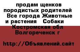 продам щенков породистых родителей - Все города Животные и растения » Собаки   . Костромская обл.,Волгореченск г.